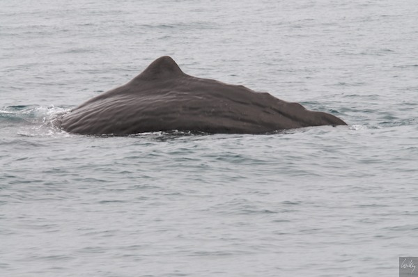 New Zealand 09 10  151